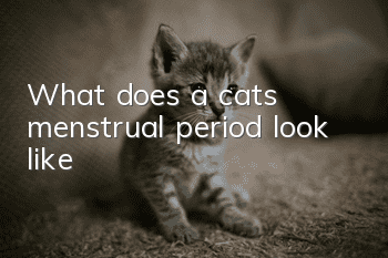 What does a cat’s menstrual period look like?