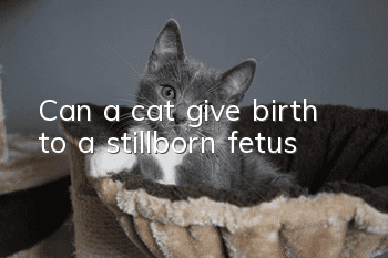 Can a cat give birth to a stillborn fetus?