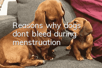 Reasons why dogs don’t bleed during menstruation
