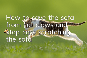How to save the sofa from cat claws and stop cats scratching the sofa!