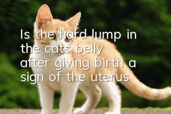 Is the hard lump in the cat’s belly after giving birth a sign of the uterus?