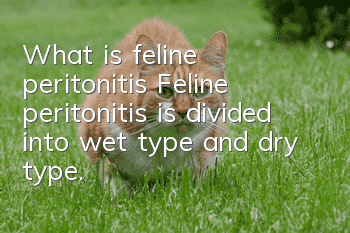 What is feline peritonitis? Feline peritonitis is divided into wet type and dry type.