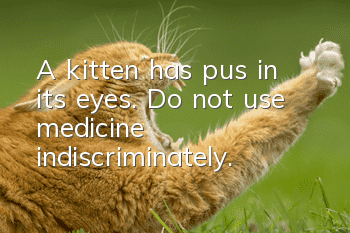 A kitten has pus in its eyes. Do not use medicine indiscriminately.