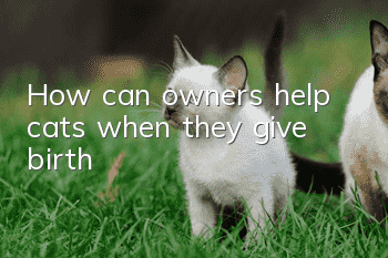 How can owners help cats when they give birth?