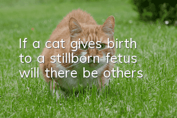 If a cat gives birth to a stillborn fetus, will there be others?