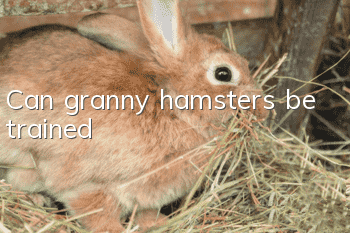Can granny hamsters be trained?