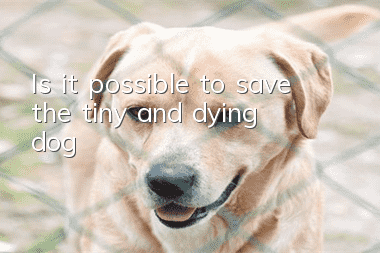 Is it possible to save the tiny and dying dog?