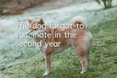 The dog forgot to vaccinate in the second year