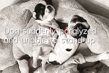 Dog suddenly paralyzed and unable to stand up