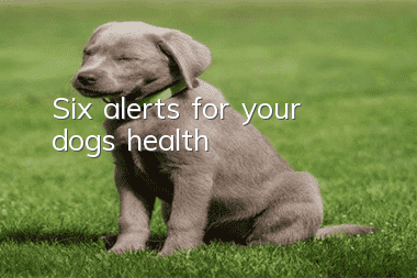 Six alerts for your dog’s health