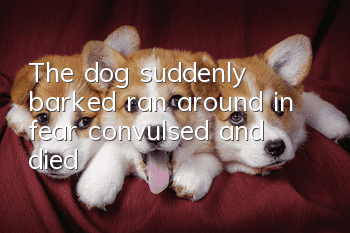 The dog suddenly barked, ran around in fear, convulsed and died