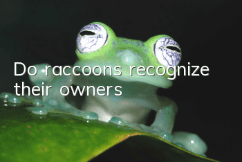 Do raccoons recognize their owners?