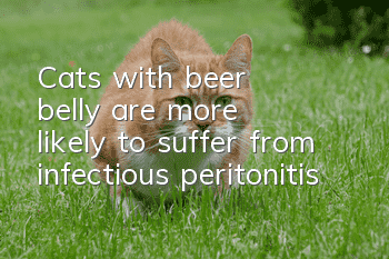 Cats with “beer belly” are more likely to suffer from infectious peritonitis