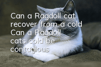 Can a Ragdoll cat recover from a cold? Can a Ragdoll cat's cold be contagious?