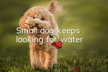 Small dog keeps looking for water