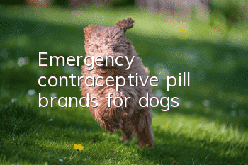 Emergency contraceptive pill brands for dogs