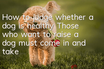 How to judge whether a dog is healthy? Those who want to raise a dog must come in and take a look!