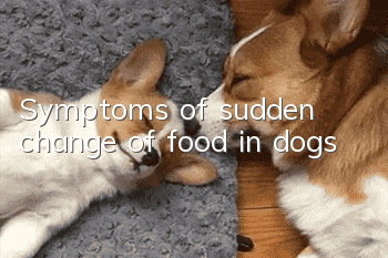 Symptoms of sudden change of food in dogs