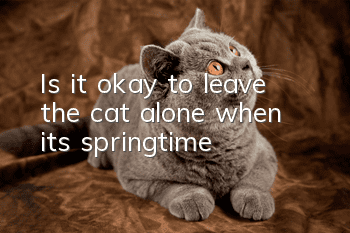 Is it okay to leave the cat alone when it's springtime?