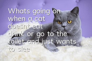 What's going on when a cat doesn't eat, drink, or go to the toilet, and just wants to sleep?