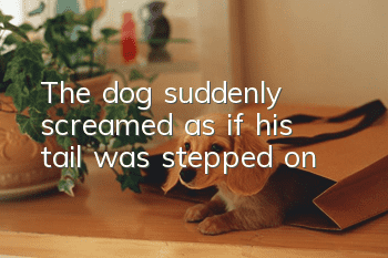 The dog suddenly screamed as if his tail was stepped on