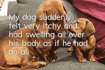 My dog suddenly felt very itchy and had swelling all over his body, as if he had an allergy.