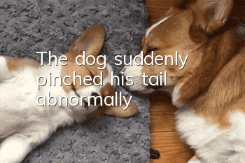The dog suddenly pinched his tail abnormally