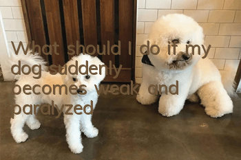 What should I do if my dog suddenly becomes weak and paralyzed?