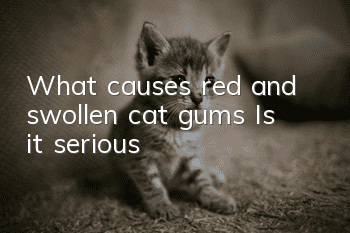 What causes red and swollen cat gums? Is it serious?