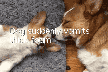 Dog suddenly vomits thick foam