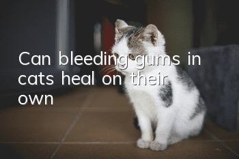 Can bleeding gums in cats heal on their own?