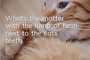 What's the matter with the lump of flesh next to the cat's teeth?