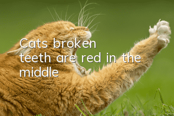 Cat's broken teeth are red in the middle