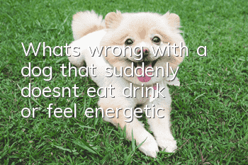 What’s wrong with a dog that suddenly doesn’t eat, drink or feel energetic?