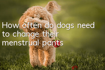 How often do dogs need to change their menstrual pants?