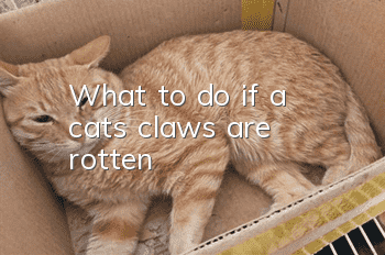 What to do if a cat’s claws are rotten