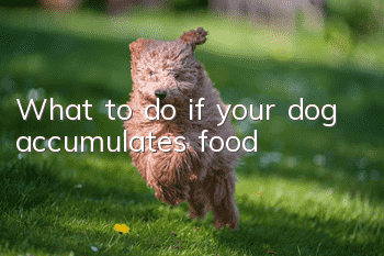 What to do if your dog accumulates food