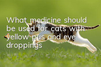 What medicine should be used for cats with yellow pus and eye droppings?