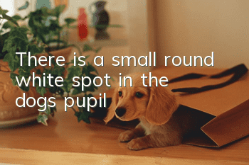 There is a small round white spot in the dog’s pupil