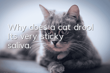Why does a cat drool? It’s very sticky saliva.