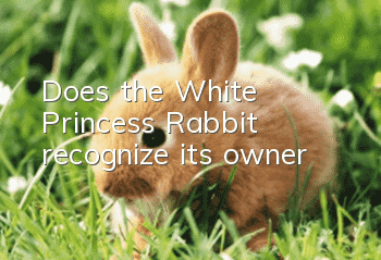 Does the White Princess Rabbit recognize its owner?