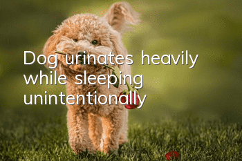 Dog urinates heavily while sleeping unintentionally