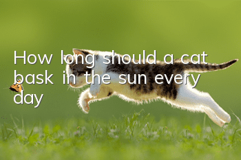 How long should a cat bask in the sun every day?