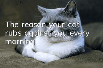 The reason your cat rubs against you every morning