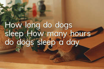 How long do dogs sleep? How many hours do dogs sleep a day?