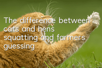 The difference between cats and hens squatting and farmers guessing