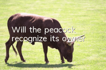 Will the peacock recognize its owner?
