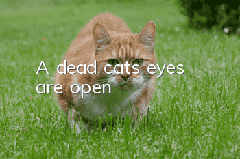 A dead cat’s eyes are open