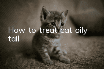 How to treat cat oily tail