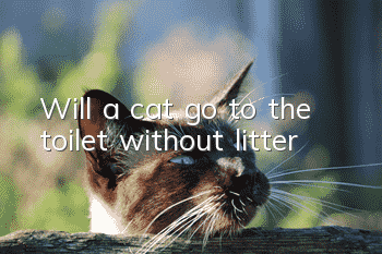Will a cat go to the toilet without litter?
